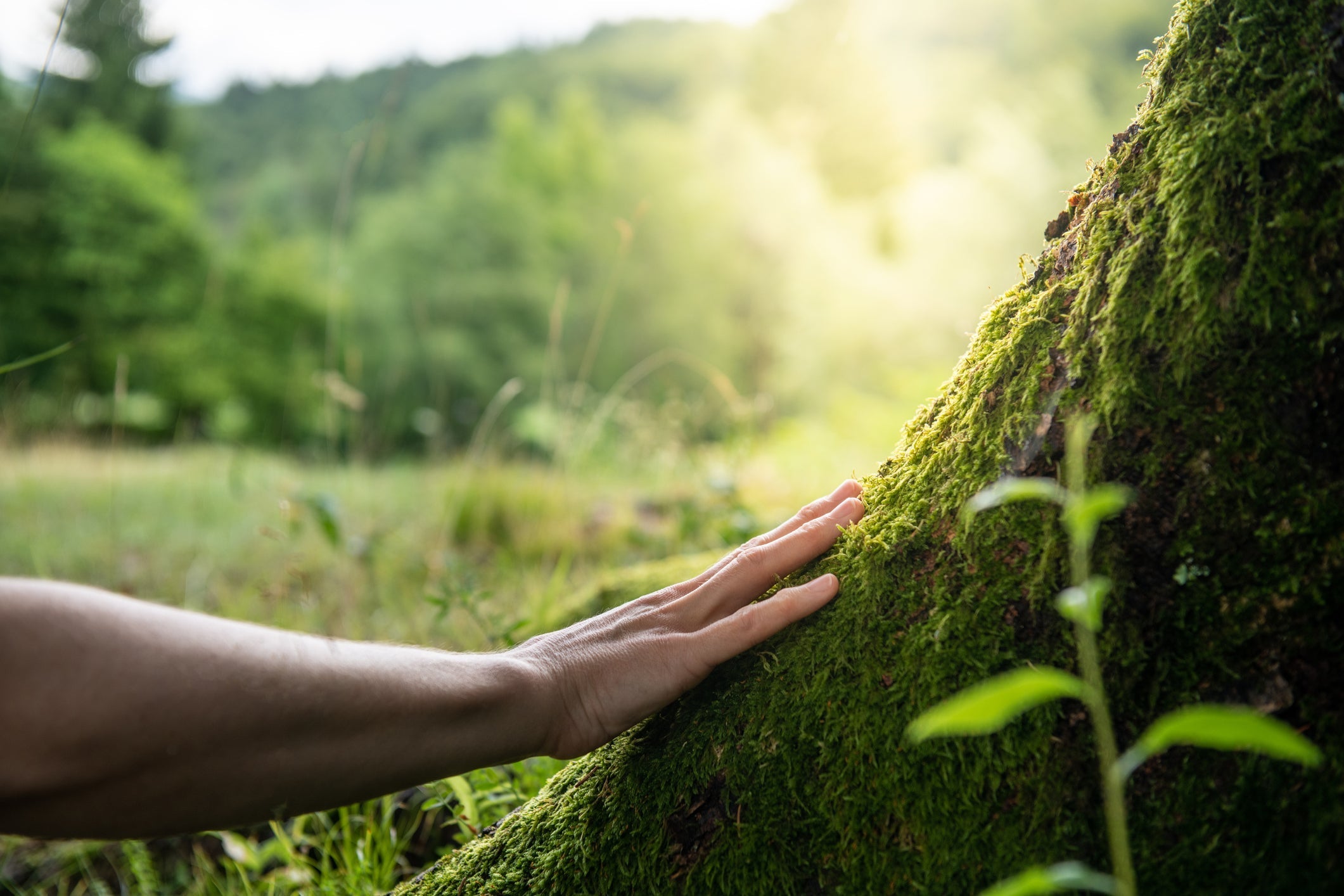 Règlement européen (UE) n°2023/1115 relatif à la lutte contre la déforestation importée